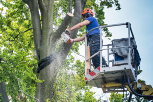 Read more about the article The Benefits of Professional Tree Lopping for Property Maintenance