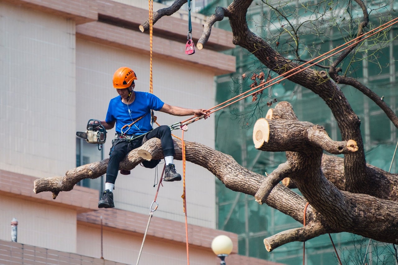 Read more about the article How to Choose the Best Tree Removal Service for Your Property