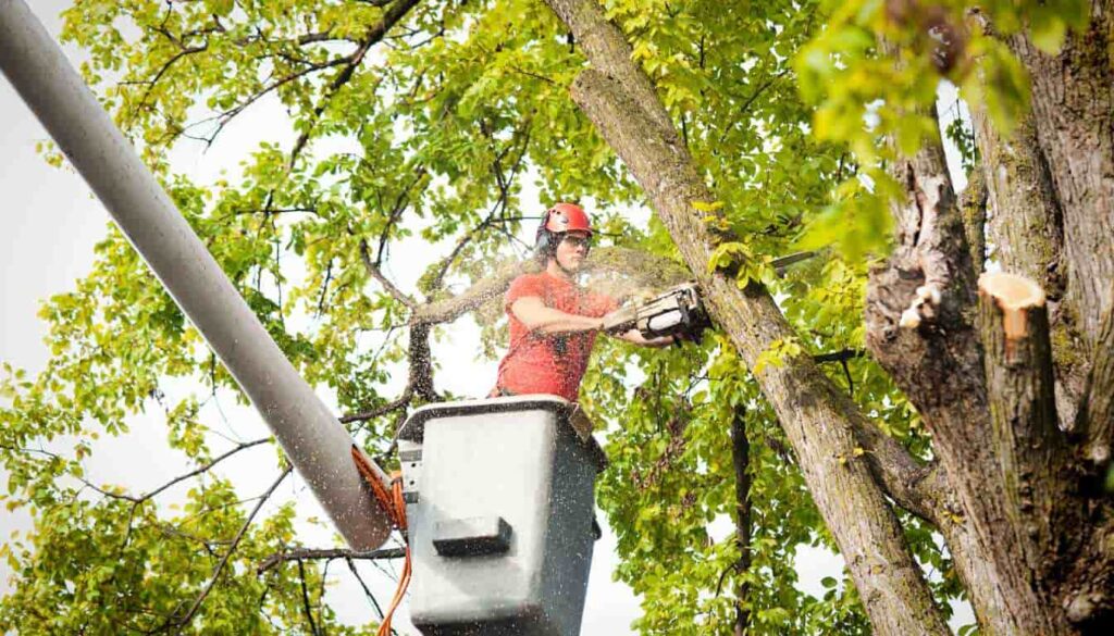 Best Tree Removal Service