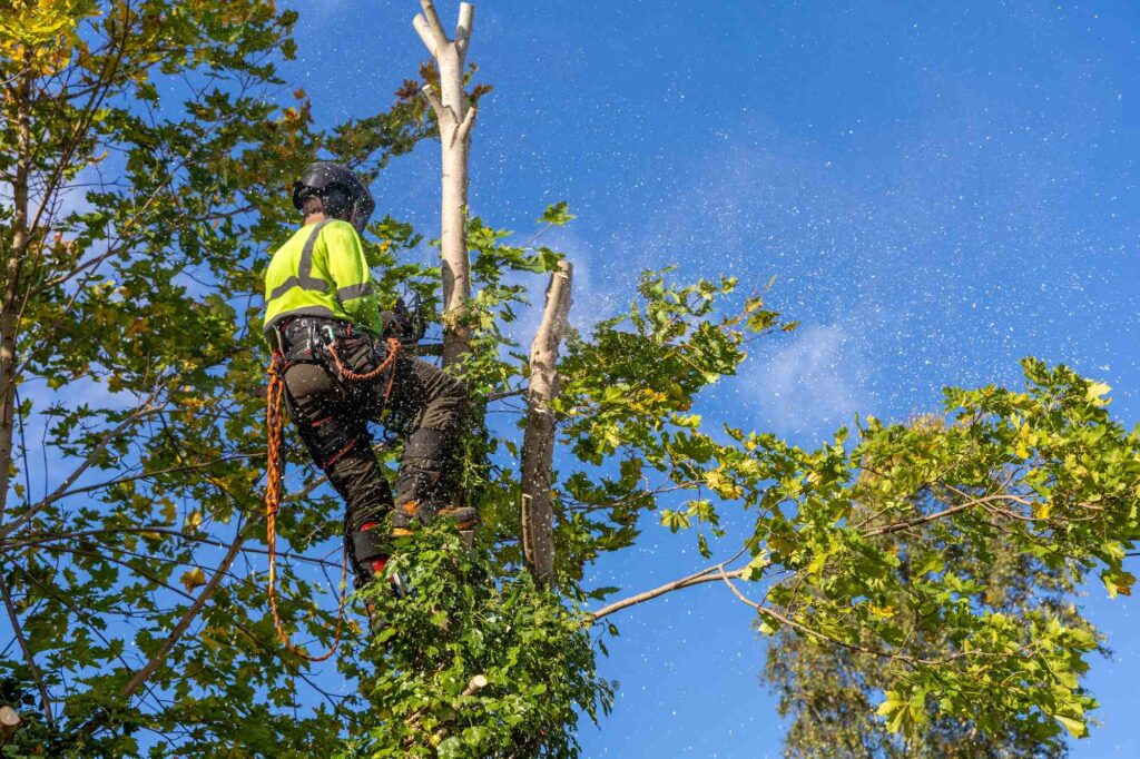 Best Tree Removal Service