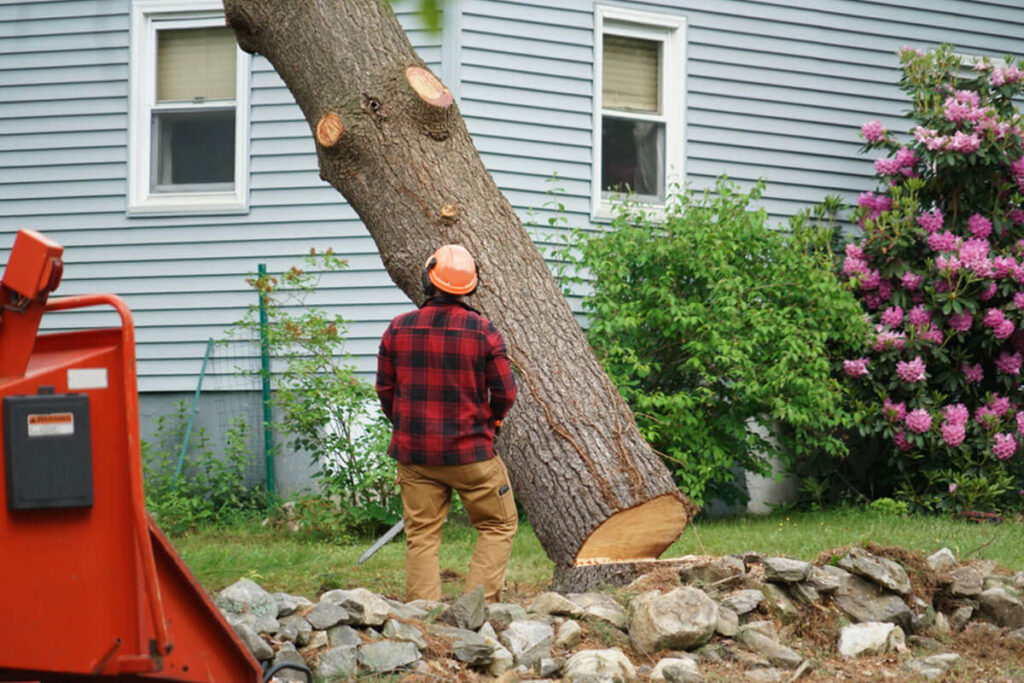 Professional Tree Lopping