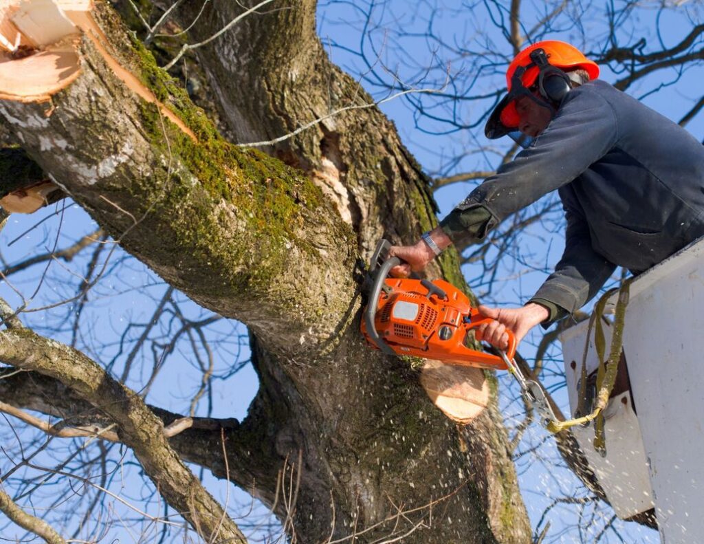 Professional Tree Lopping