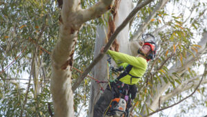 Read more about the article 3 Questions to Ask Before Hiring for Tree Removal Wahroonga