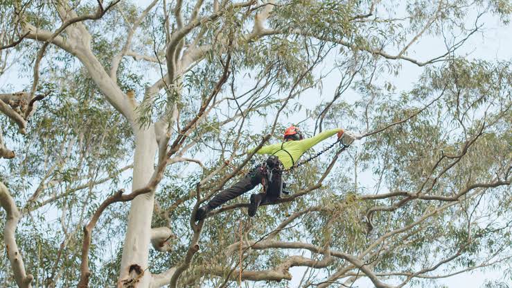 3 Questions to Ask Before Hiring for Tree Removal Wahroonga