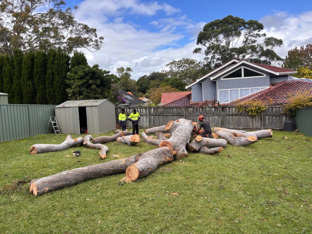 3 Questions to Ask Before Hiring for Tree Removal Wahroonga