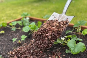 Read more about the article 5 Questions to Ask Before Hiring for Wood Chip Mulch